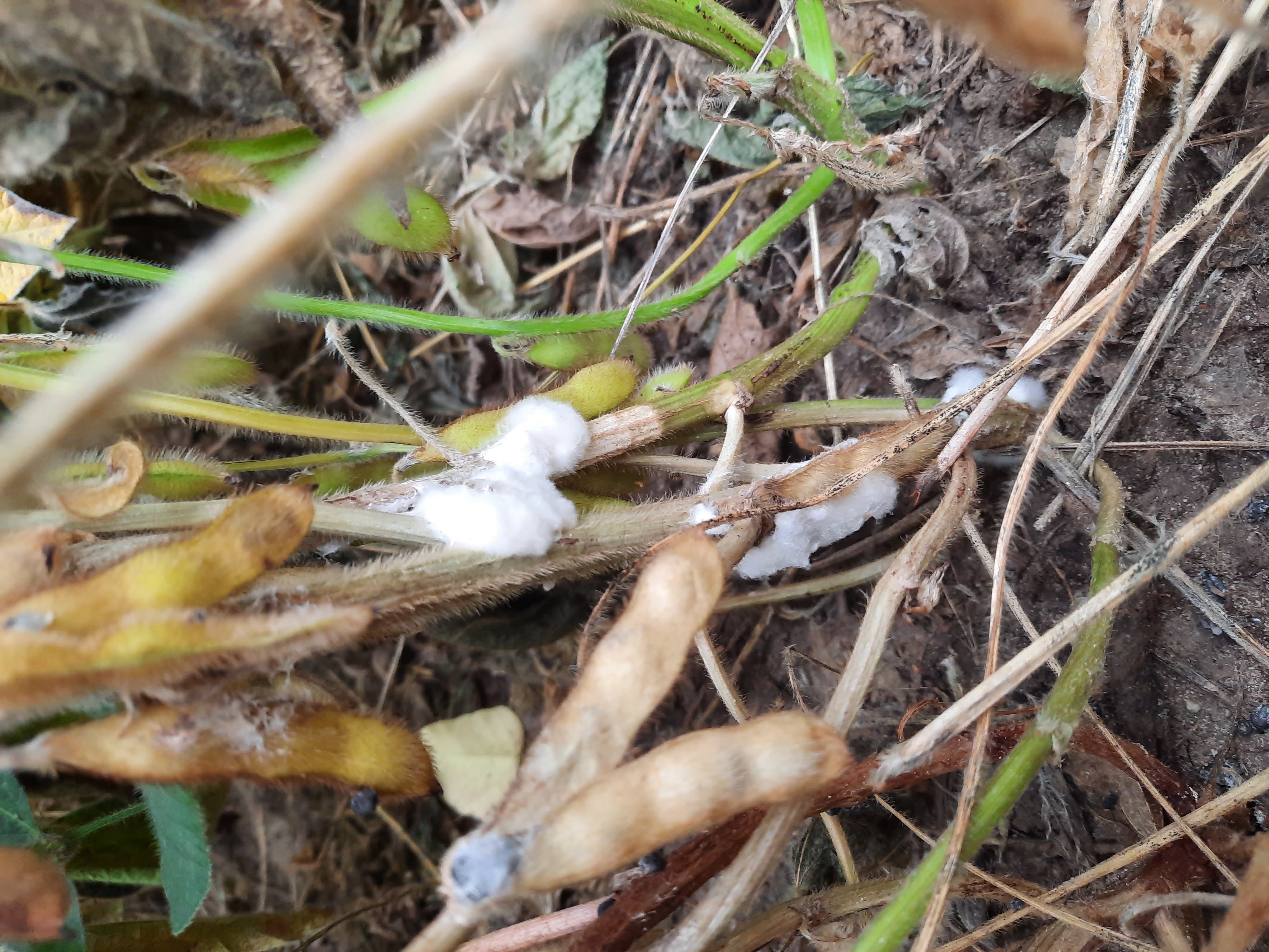 White Mold In Soybean Stem and Pod